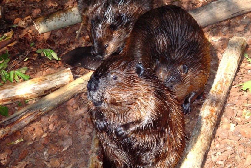 Image of three North American beavers