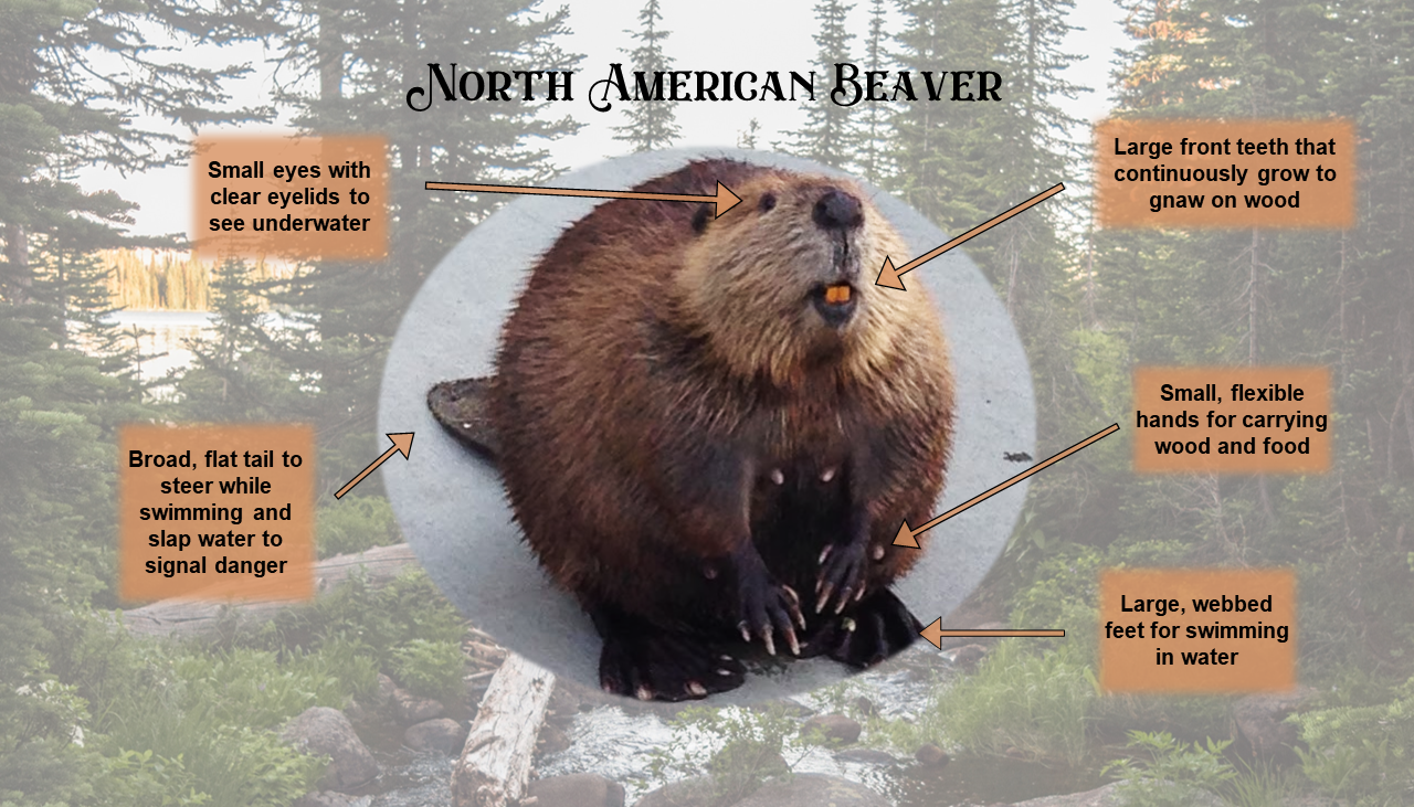 Image of beaver identifying physical features