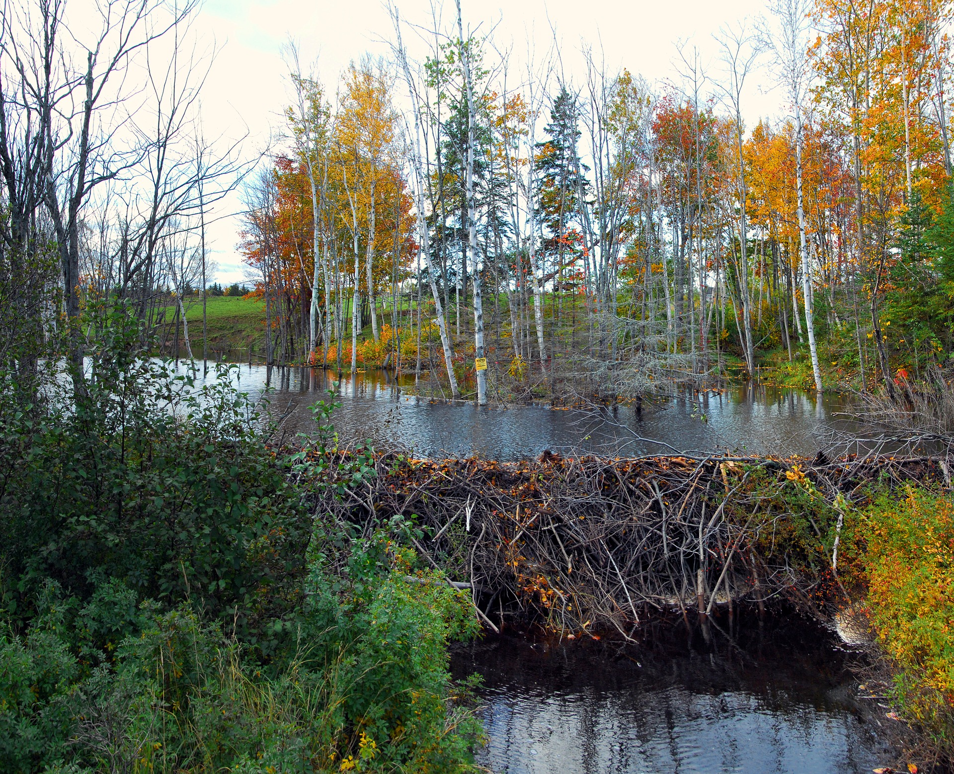 Image of beaver dam and pond