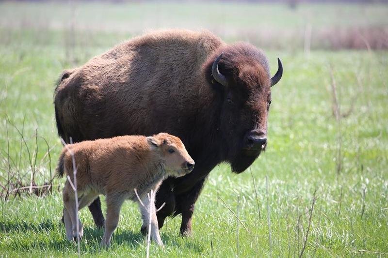 Bison - homepage - bison with calf