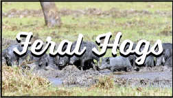 Promo: Feral Hogs