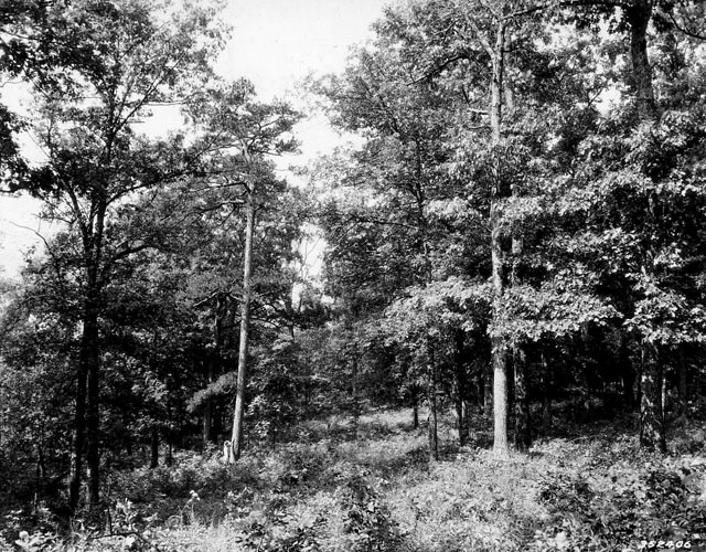 History: hardwood and pine on Faulk tract of the Meramec District