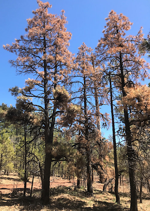 Photograph of a group of dying ponderosa pine trees attacked by Ips bark beetles