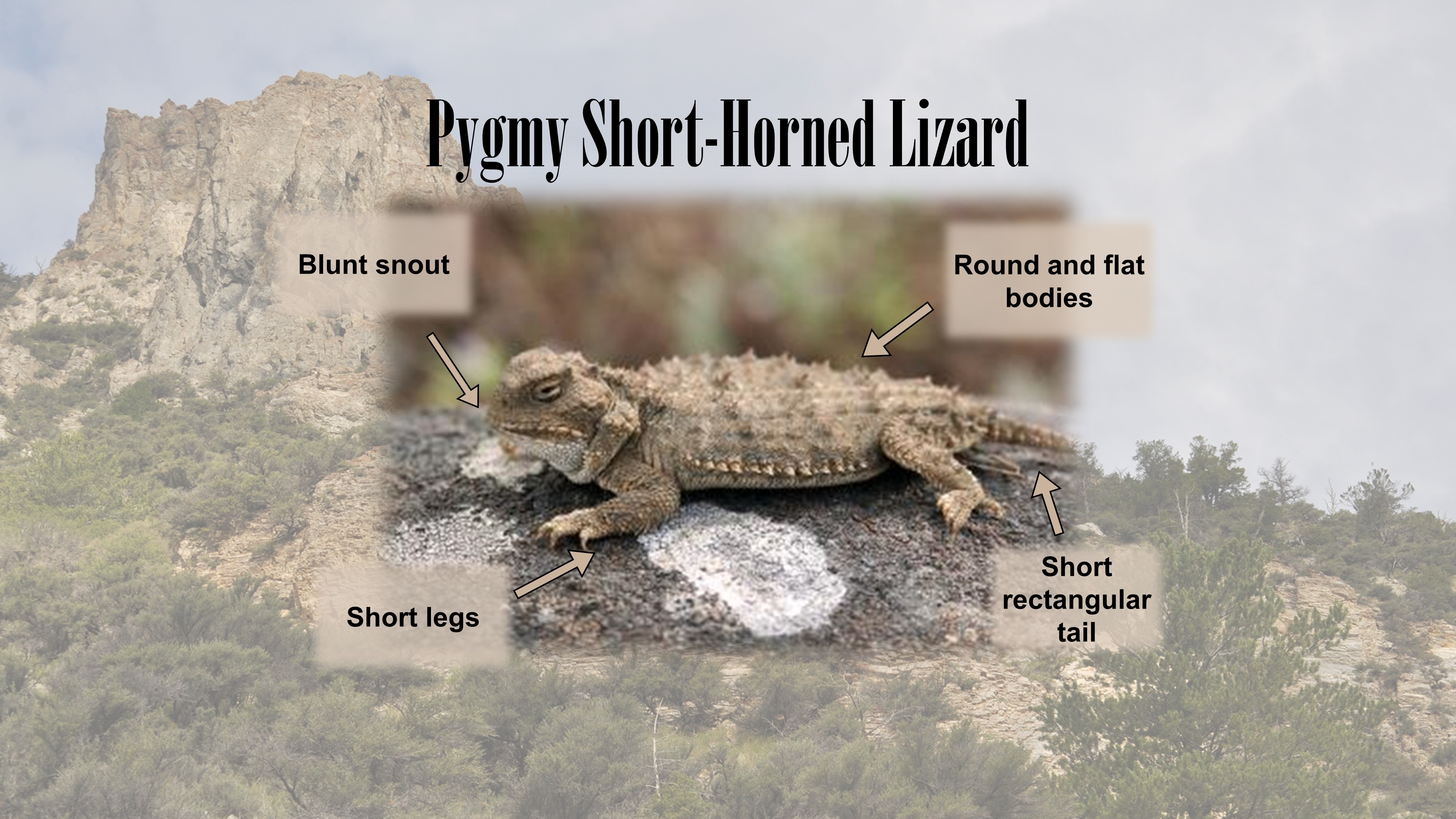 horned lizard species diagram