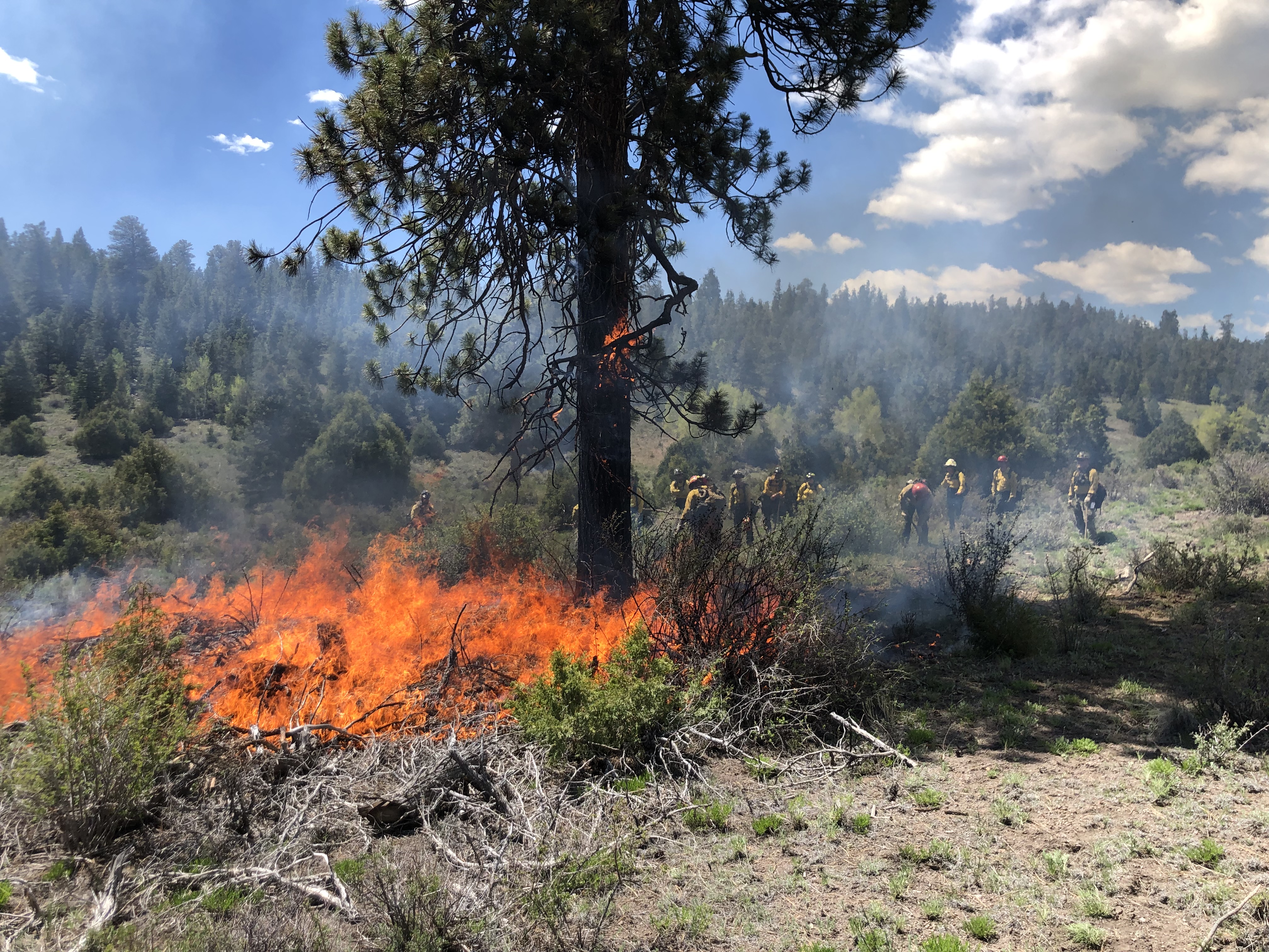 Fire burns under a Culturally Modified Tree (ponderosa pine) with firefighters in the background.