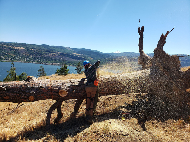 Member of trail crew with chainsaw work on a large log in a sunny open area along a trail.