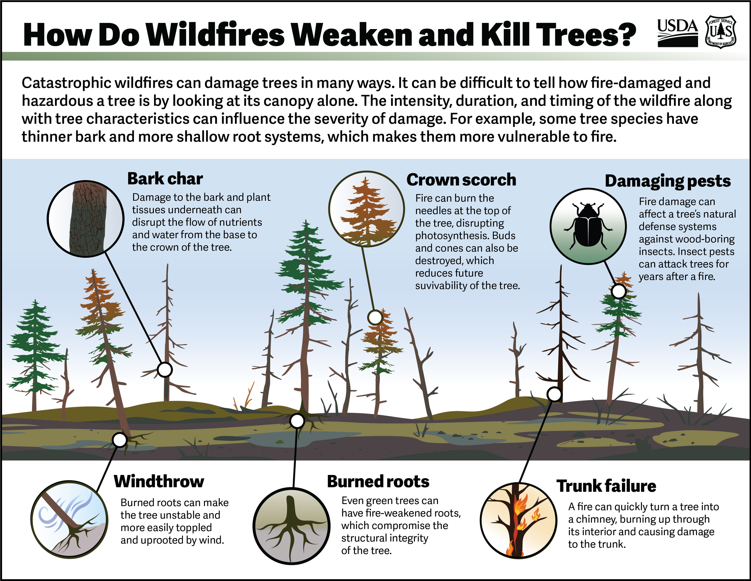 A graphic with trees and roots that shows how do wildfires weaken and kill trees