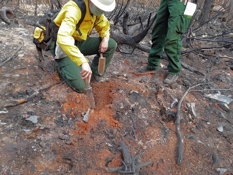 BAER specialists assess a small isolated patch of High Soil Burn Severity on the Beachie Fire.