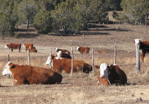 A herd of brown and white cows lounge in the grass on the Kaibab National Forest