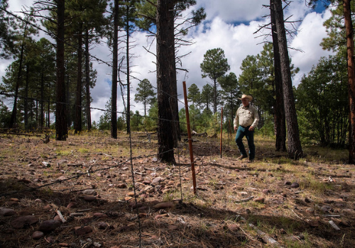 a ranger inspects a fence on the Apache-Sitgreaves National Forest