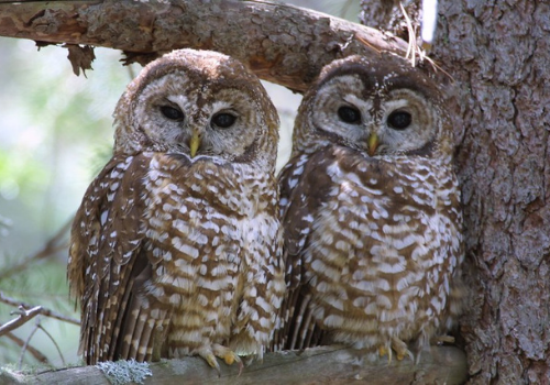 two mexican spotted owls perch in a tree in the lincoln national forest