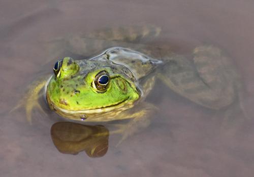a bullfrog sits in shallow water on the kaibab national forest