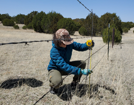 a BHA volunteer, measures the bottom wire of a fence to see if it���s tall enough for pronghorn to pass under 