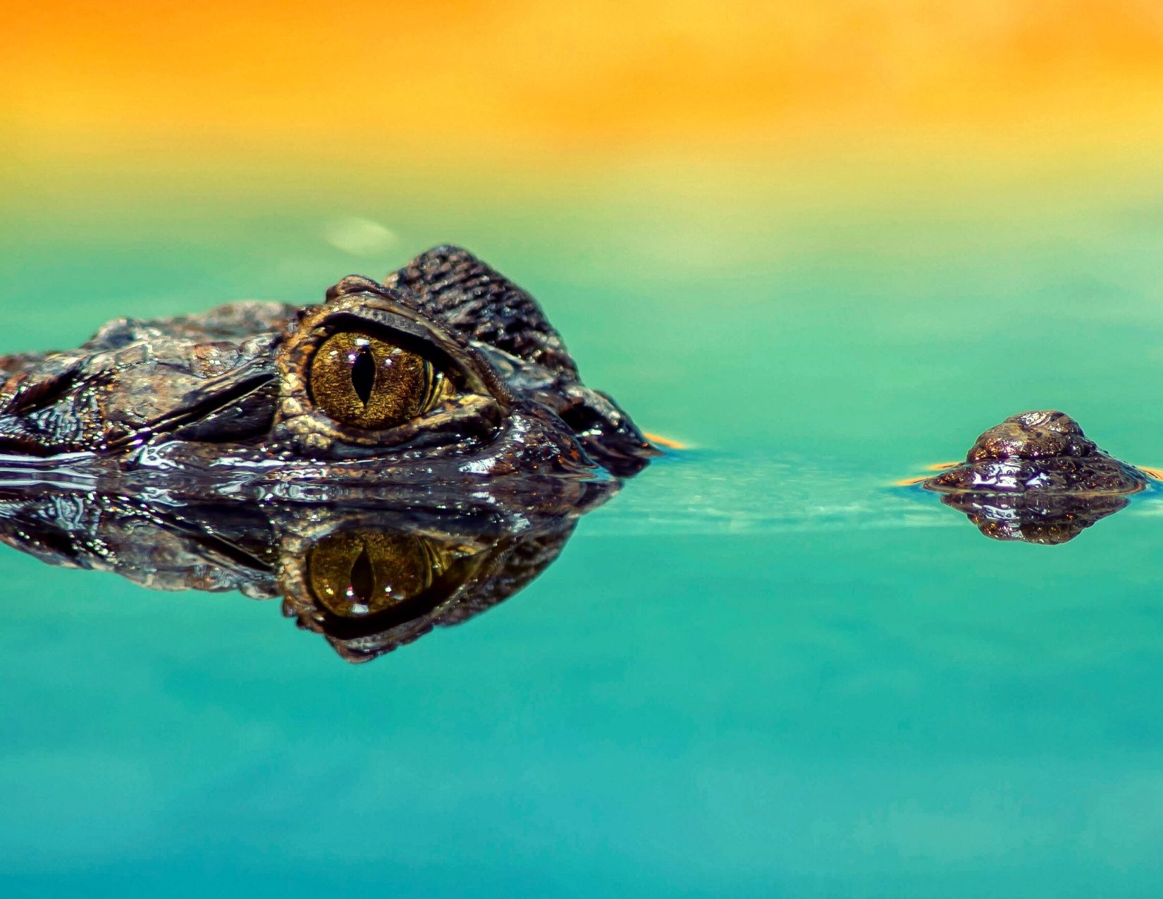 Alligator in water