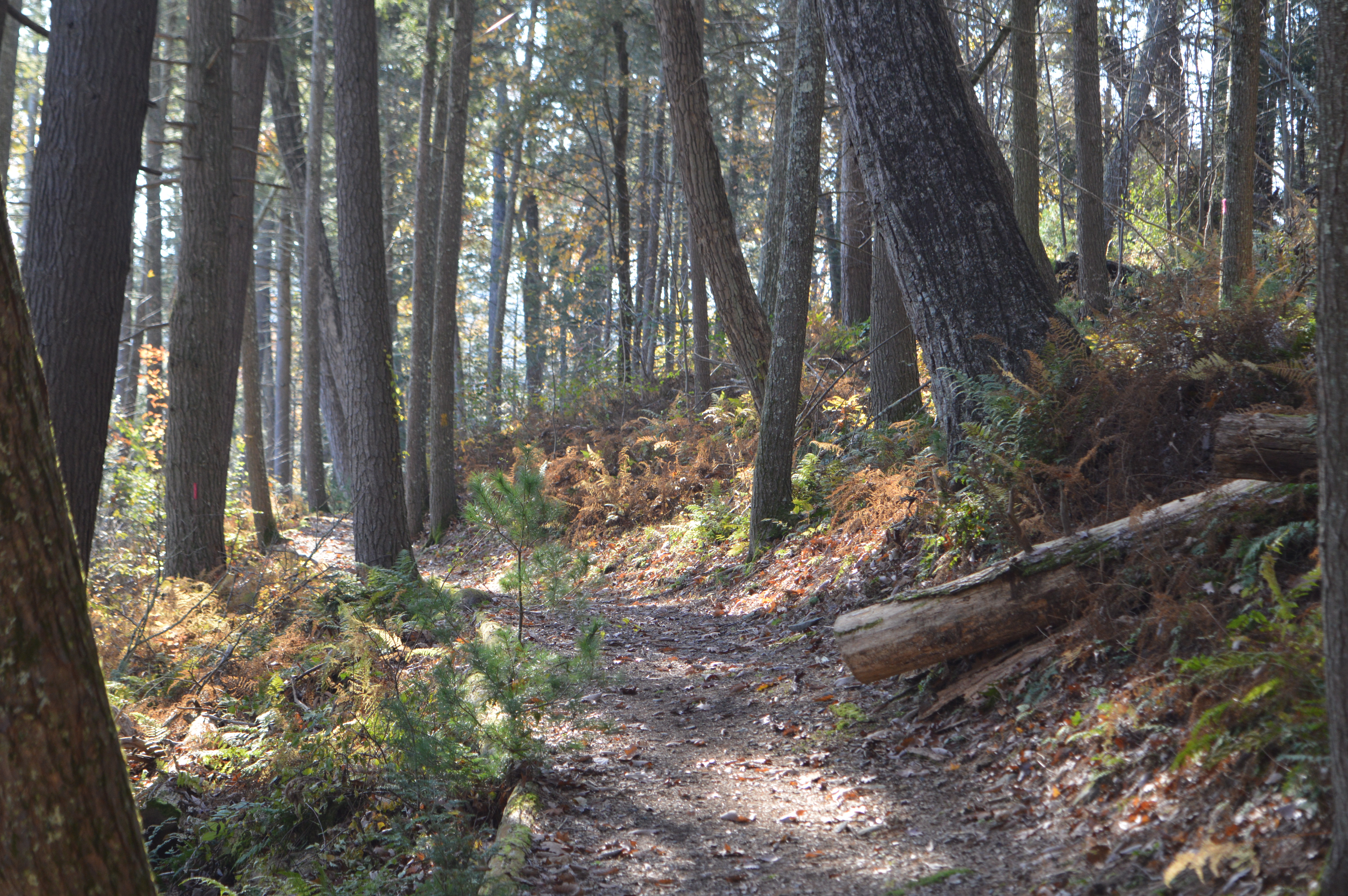 photo of trail in forest