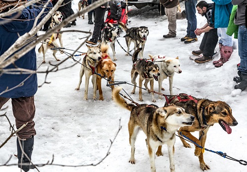 Sled dogs getting ready to race.