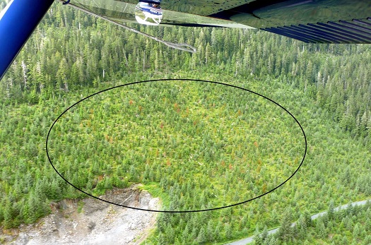 A young-growth stand on Kupreanof Island with yellow-cedar decline, seen by float plane.