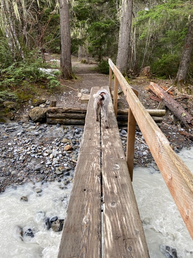 A dog walks across a narrow walking bridge with a handrail that crosses a muddy stream.