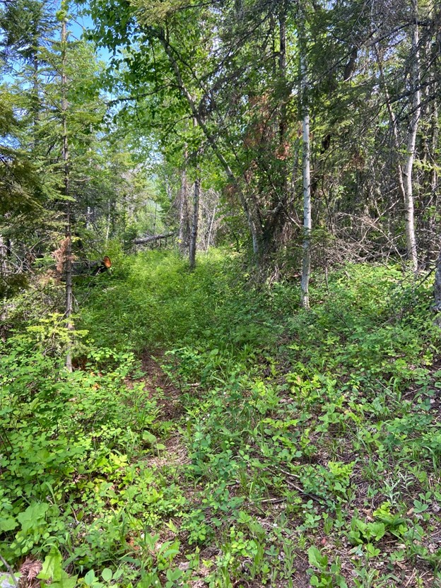 A single track trail is almost obscured by ground vegetation in thick forest.