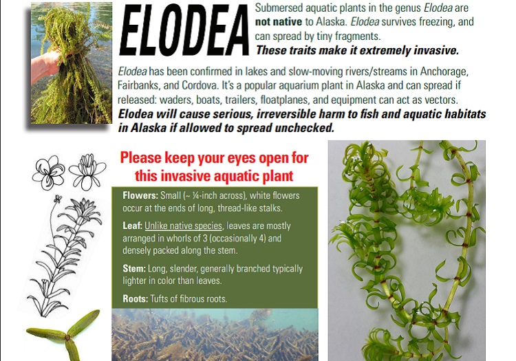 Selected Invasive Plants of Alaska pocket guide.