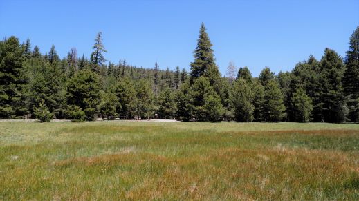 Grassy meadow with trees in background