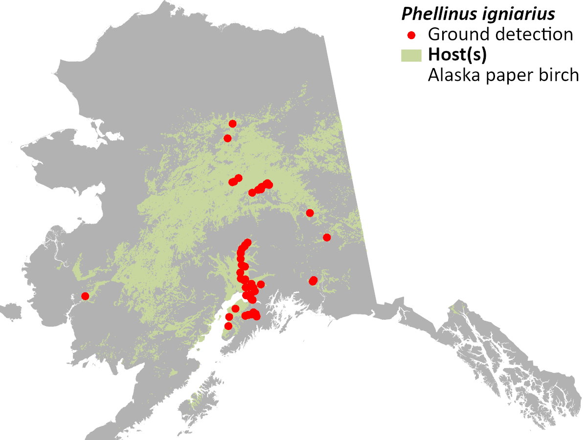 Detection locations of Phellinus igniarius as of 2021.