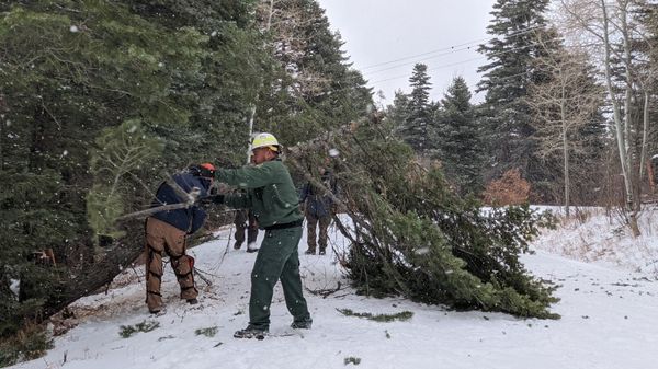 two people in winter gear and hard hats chainsaw fallen pine trees. Snow on the ground.