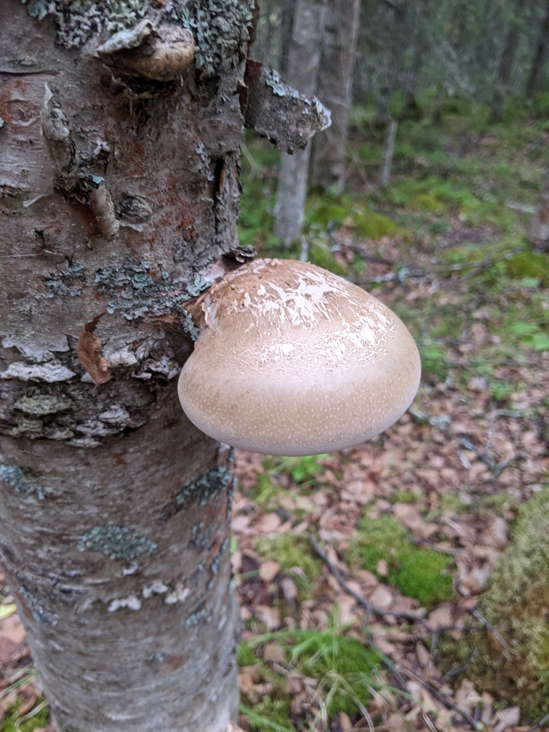 Fruiting structure of Fomitopsis betulina.