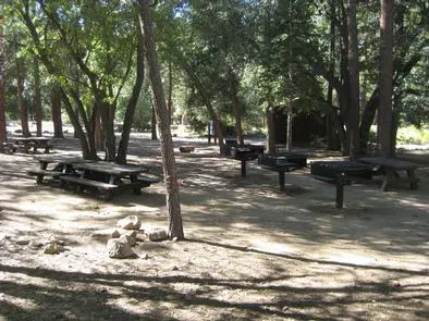 Image of Lobo Group Campground picnic tables under shaded trees