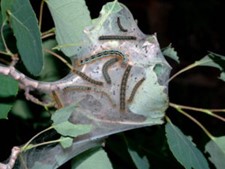 Photo of a nest of the western tent caterpillar Photo: Colorado State Forest Service