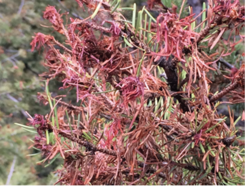 Photo of dying spruce needles from the western spruce budworm.