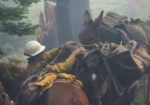 A firefighter wearing a hard hat and yellow nomex shirt is loading supplies onto a pack mule.