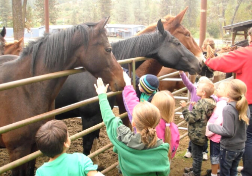 A small group of children pet pack horses and mules