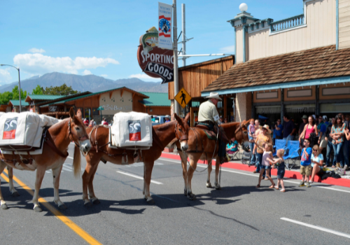 This photograph shows a pack mule string and lead rider in a parade in a small town