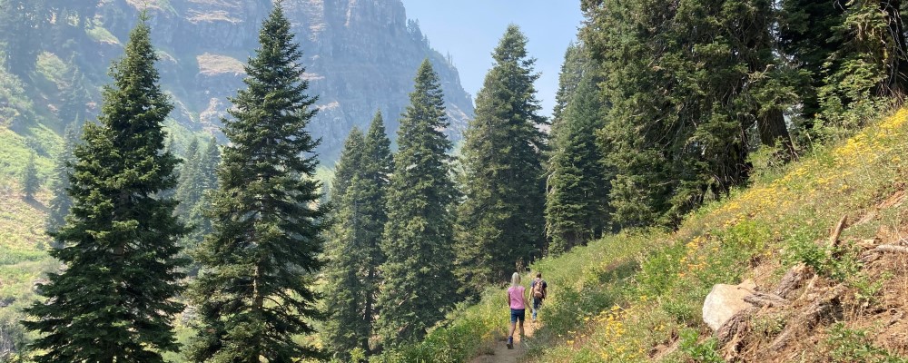 Two hikers on a trail through an open meadow leading into a coniferous forest.
