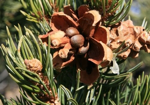 A pine cone and pine needles.