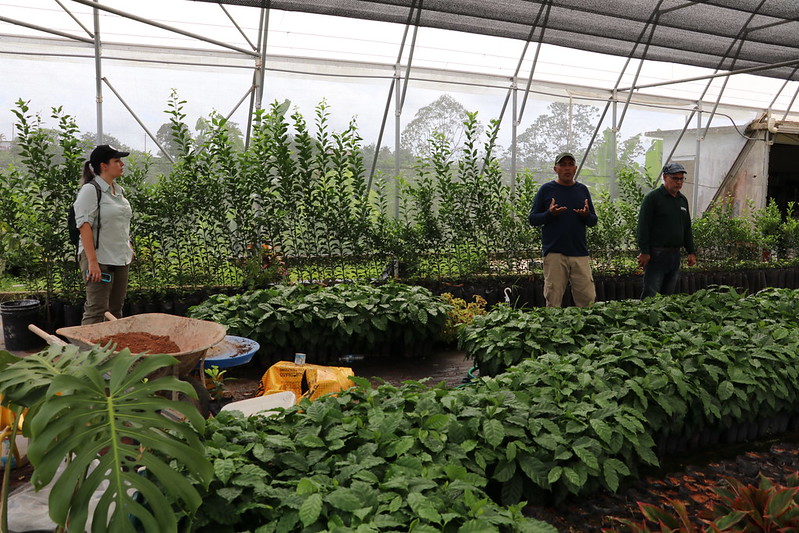Inside a greenhouse of a coffee plantation