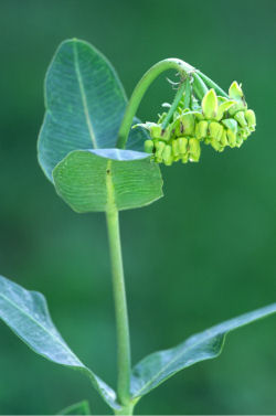 (image) meads milkweed