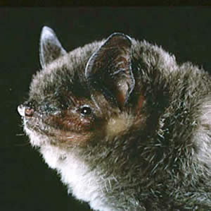(image) Closeup of a gray bat