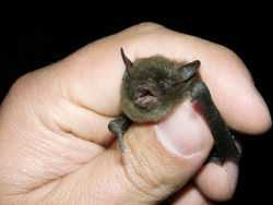 (image) Closeup of an Indiana Bat