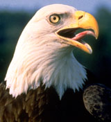 (image) Colse up of a blad eagle