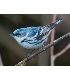 [Photo] A male Cerulean Warbler perched on a branch
