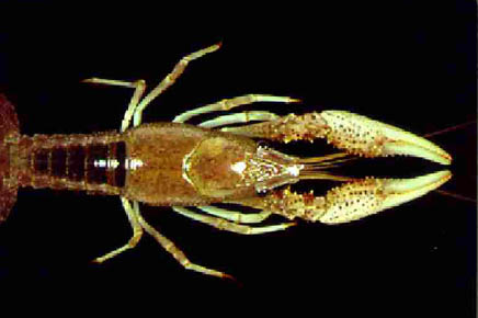 [Picture]:  Procambarus acutus (Girard)