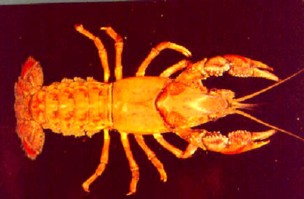 [Picture]:  Procambarus curdi Reimer