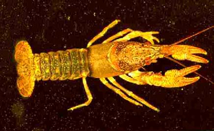 [Picture]:  Orconectes leptogonopodus Hobbs 