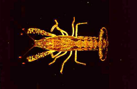 [Picture]:  Procambarus ouachitae Penn
