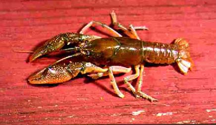 [Picture]:  Procambarus reimeri Hobbs