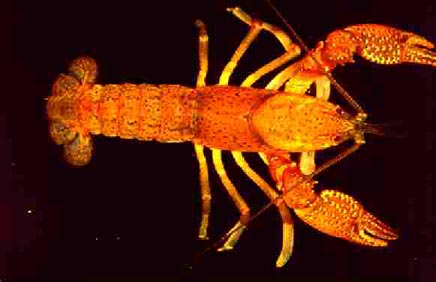 [Picture]: Procambarus tenuis Hobbs