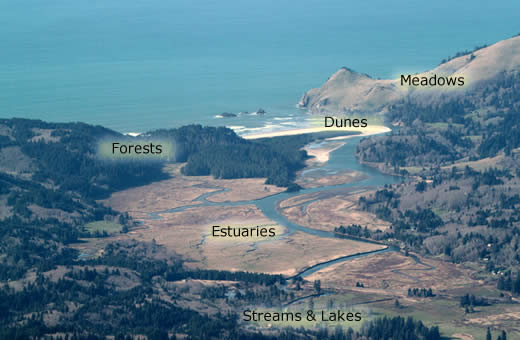 birds eye view of estuary with habitats labeled