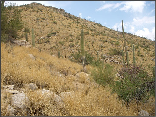 Buffelgrass on the Arizona desert landscape